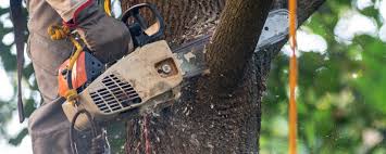 Best Tree Maintenance Programs  in Hiller, PA