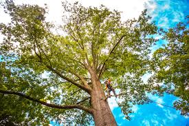 Organic Lawn Care Solutions in Hiller, PA