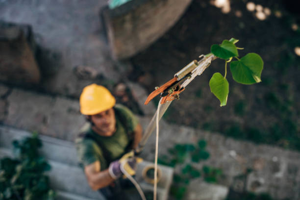 Best Hazardous Tree Removal  in Hiller, PA
