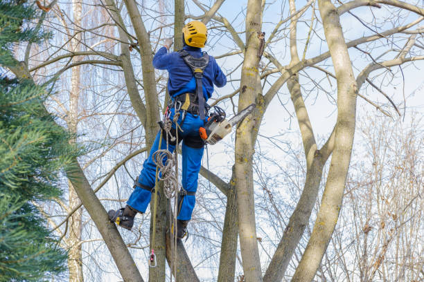 Best Lawn Maintenance Plans  in Hiller, PA