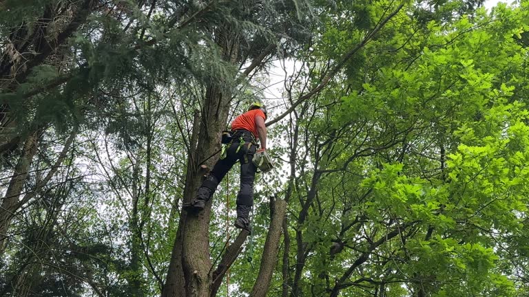 Best Emergency Tree Removal  in Hiller, PA