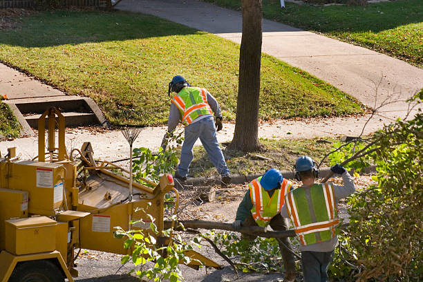 Best Tree Mulching  in Hiller, PA