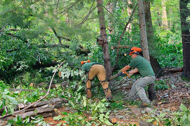Lawn Maintenance Plans in Hiller, PA