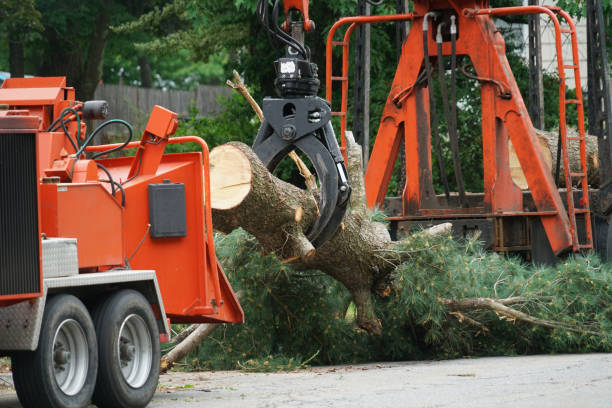 Best Lawn Disease Treatment  in Hiller, PA