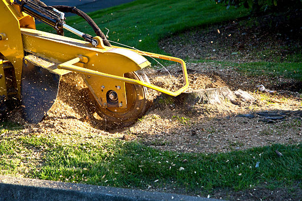Best Lawn Renovation and Restoration  in Hiller, PA