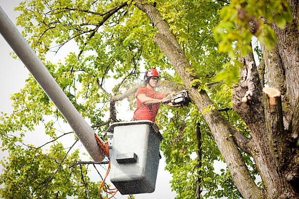 Best Leaf Removal  in Hiller, PA
