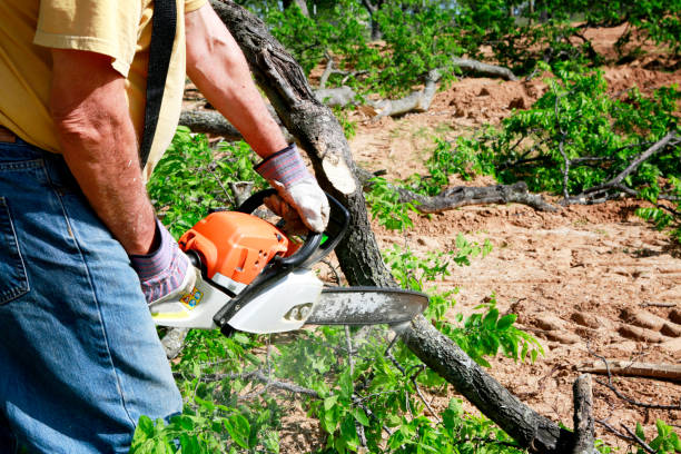 Reliable Hiller, PA Tree Services Solutions